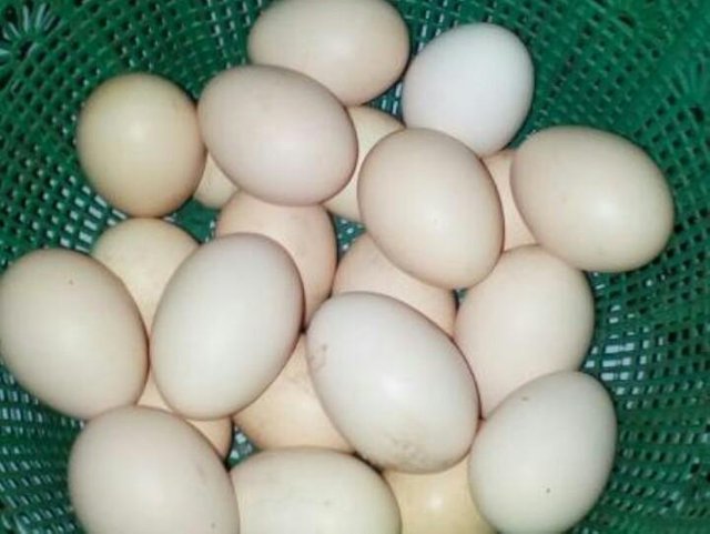 Manfaat telur ayam kampung setengah matang