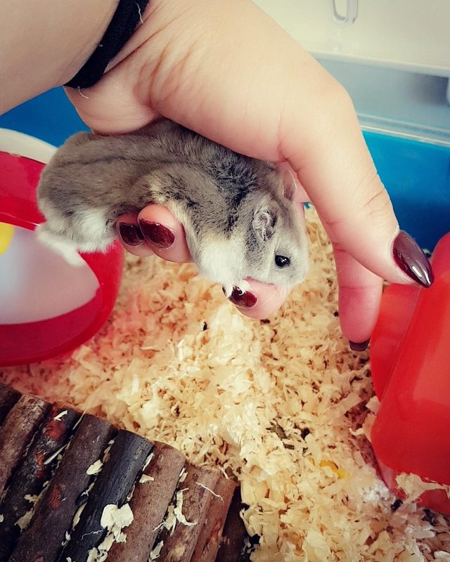 Oldest hamster hot sale