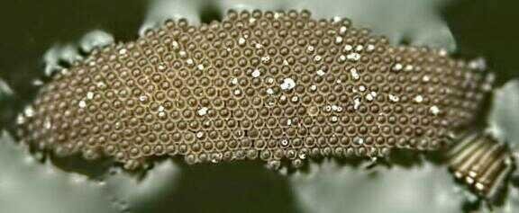 Mosquito Eggs — Steemit