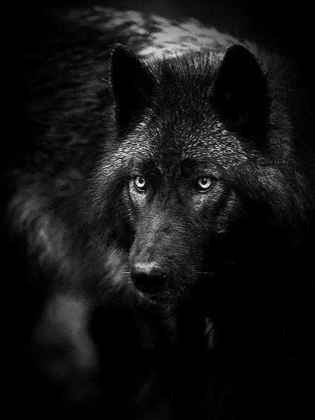 sad black wolf