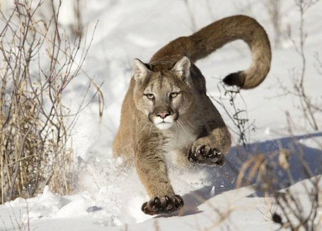 Cougar in The Middle of The Snow — Steemit