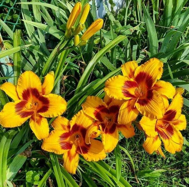 Benefits Of Lily Flower Best Flower Site