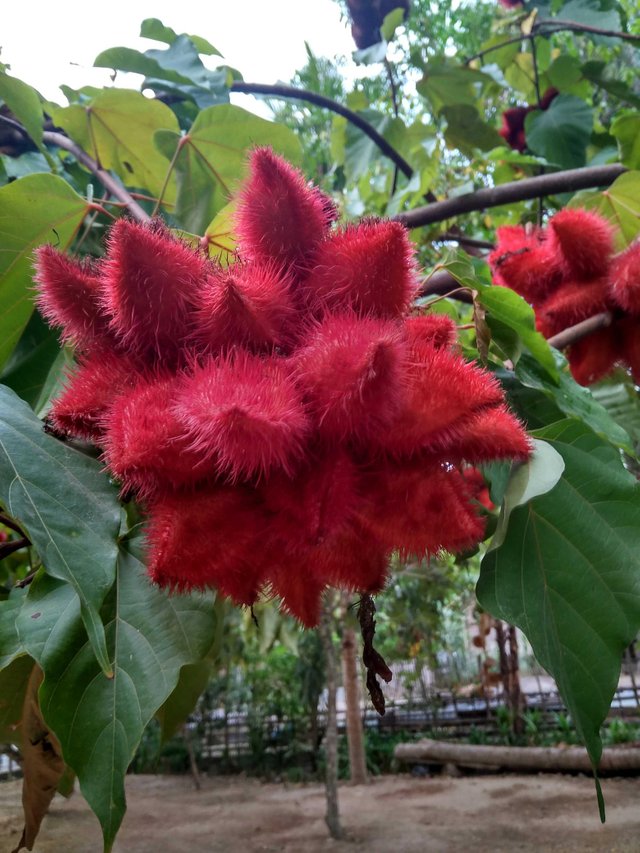 Pewarna kuku yang mirip rambutan — Steemit