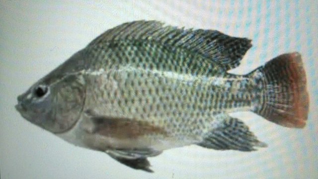 Nama latin dari ikan nila adalah