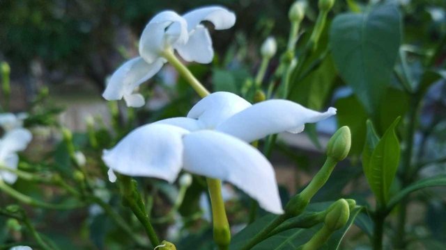 Wow 28 Bunga  Melati  Putih Berasal  Dari  Asia Selatan 