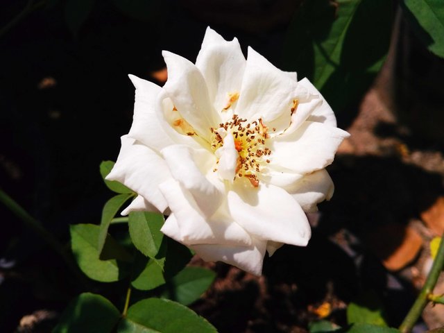 Setangkai Bunga Mawar Putih Steemit