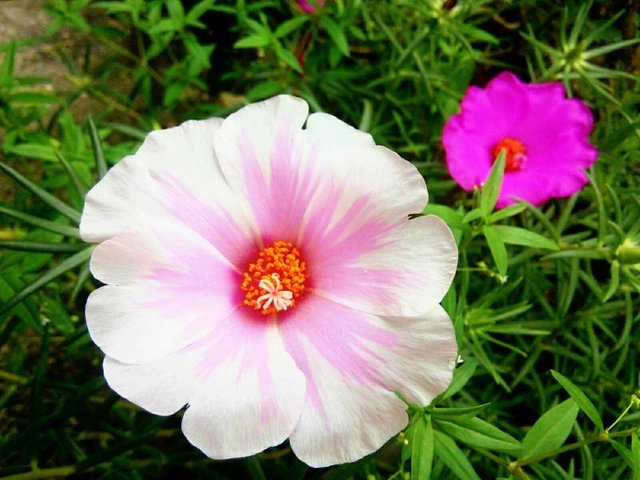 Beautiful Flowers That Bloom At 9 Am Steemit