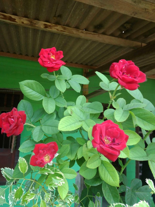 Bunga Mawar Aceh Steemit