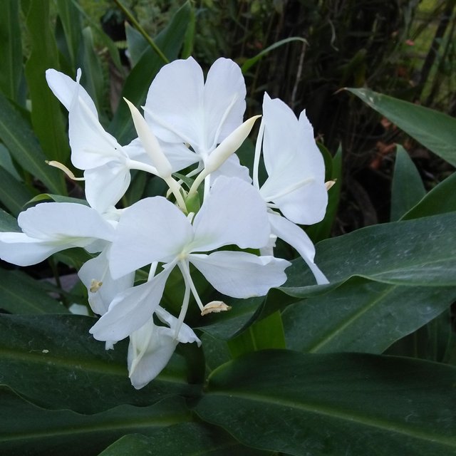 The Scent Of White Lilies Bunga Bakung Putih Yang Harum Steemit