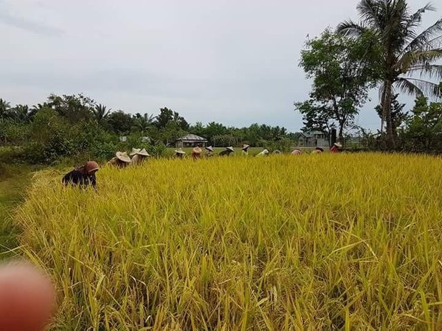 Para Petani Panen Padi Steemit