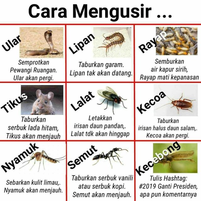 Cara Ampuh Mengusir Binatang Steemit