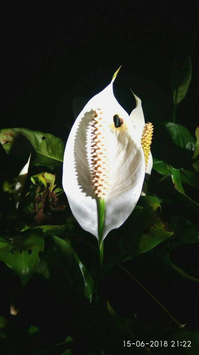 Flowers Photography Bunga Sepatu Phylum Steemit
