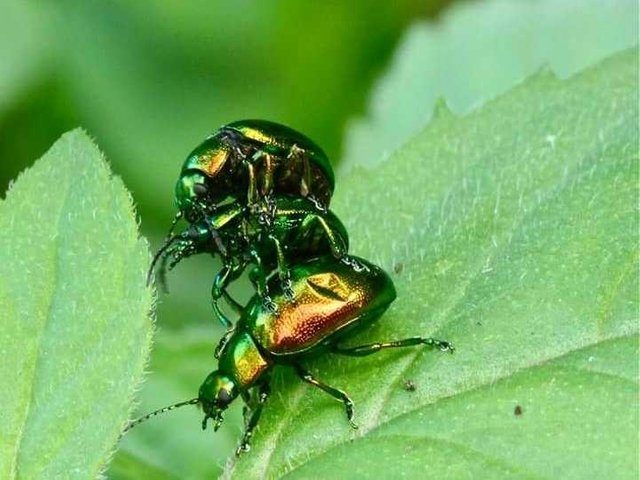 Kumbang Hijau Yang Lagi Berkembang Biak Green Beetles That Are