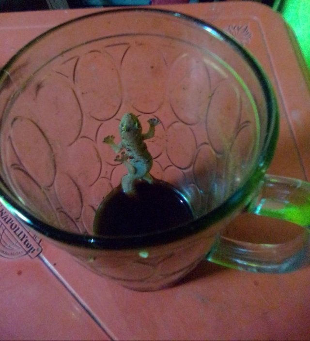 Cicak Di Dalam Gelas Kopi Steemit