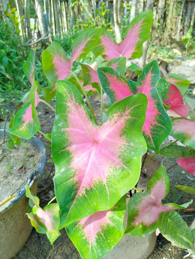 Beautiful Of Caladium Bicolor Keindahan Keladi Hias Dua Warna Steemit