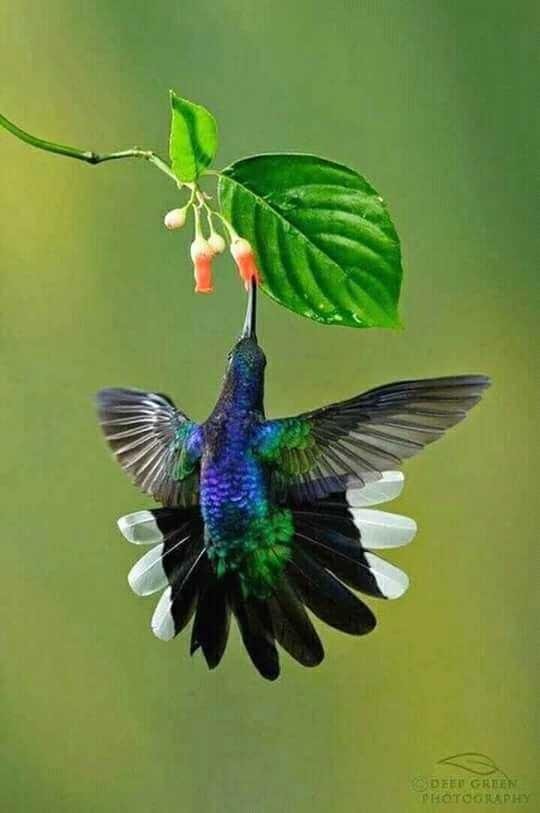 Burung Kelikir Steemit