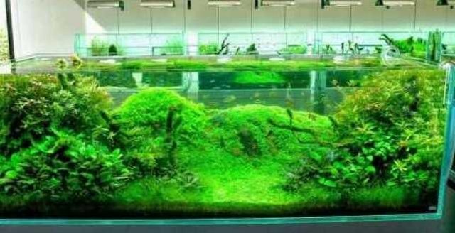 The Beauty Of Aquascape Art Planted In Water Steemit