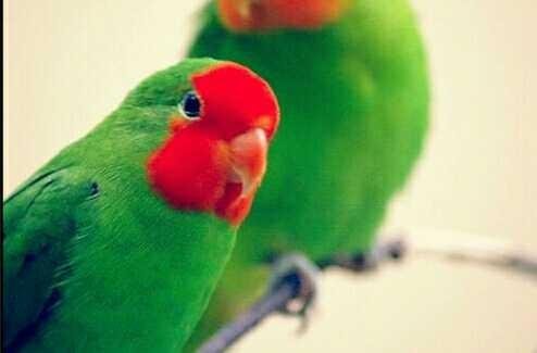 4 Jenis Burung Kicau Steemit