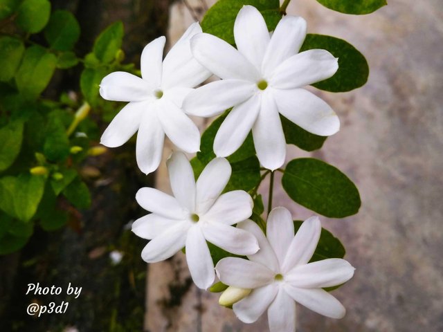 Bunga Melati Yang Putih Nan Indah Steemit