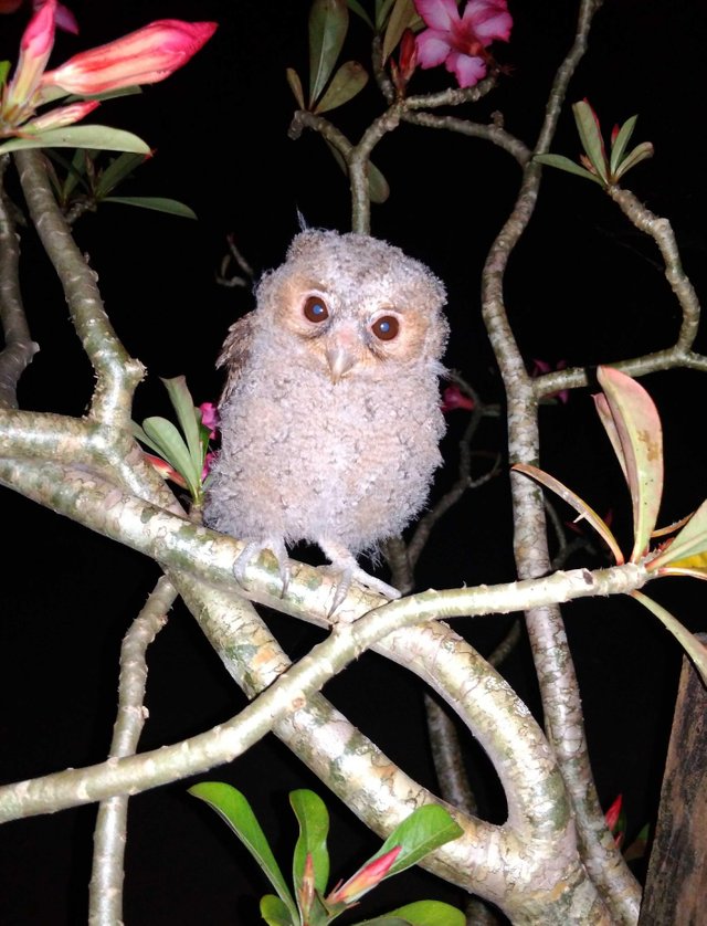 Owl Burung Hantu Steemit