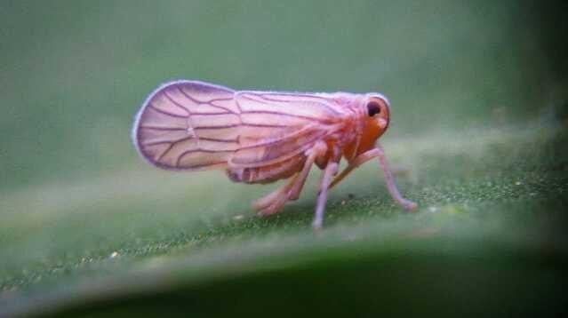 smallest butterfly