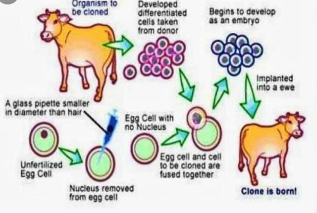 What Is Done In The Method Of Fattening Beef Cattle 2 Steemit