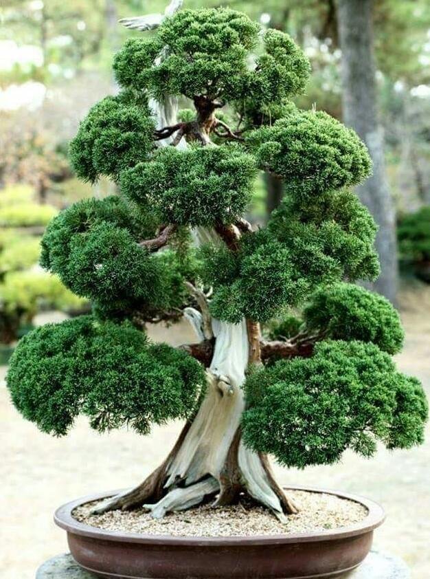 Gli attrezzi del mestiere: BONSAI — Steemit