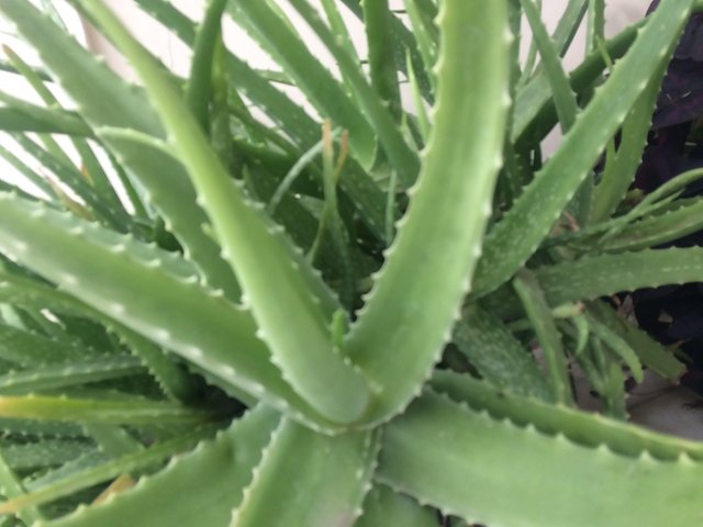 The Benefits Of Aloe Vera Products And Its Drawbacks Steemit