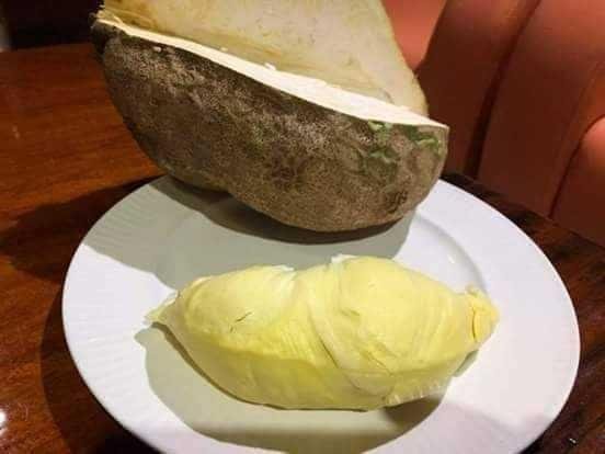 Durian tanpa duri
