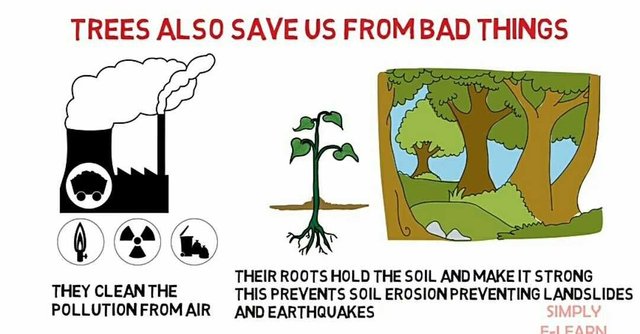 Plant more trees to protect the environment