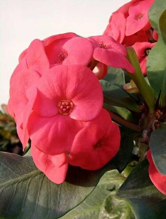 Bunga Merah Berduri Euphorbia Steemit