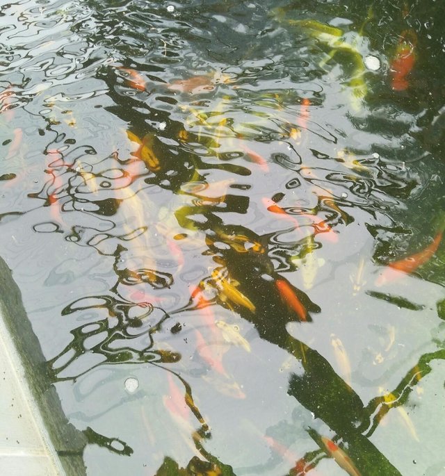 Kolam Ikan Hias Steemit