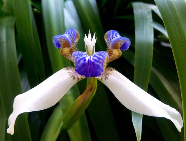 Hermosas Orquídeas. — Steemit
