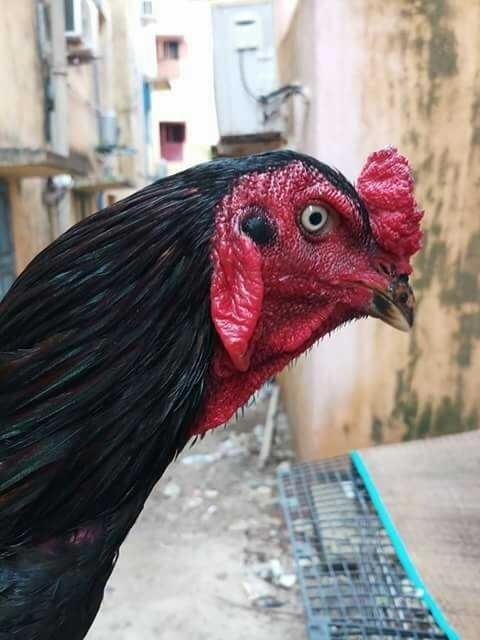 Aseel Breed Rooster Steemit