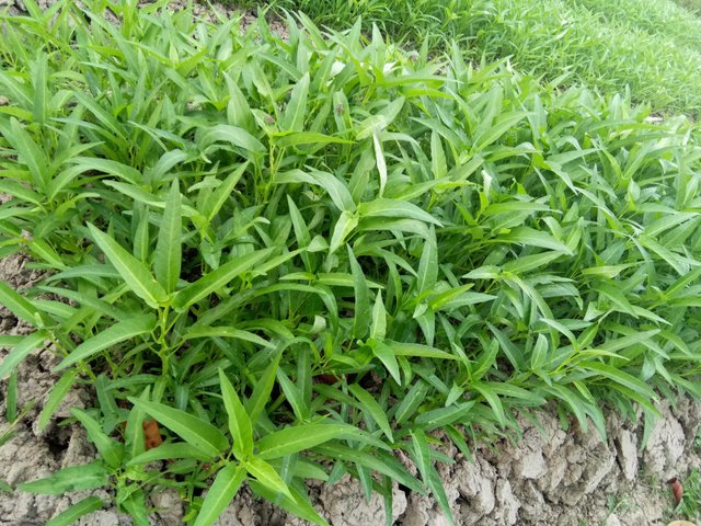 Kangkung plant