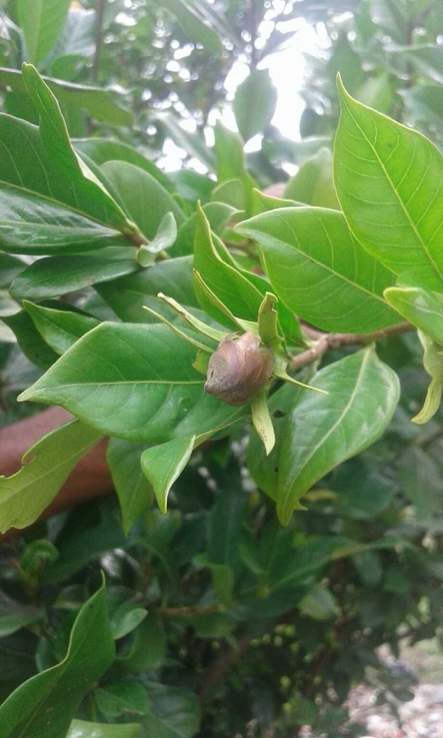 Benefits Of Drinking Jasmine Flower Water Best Flower Site