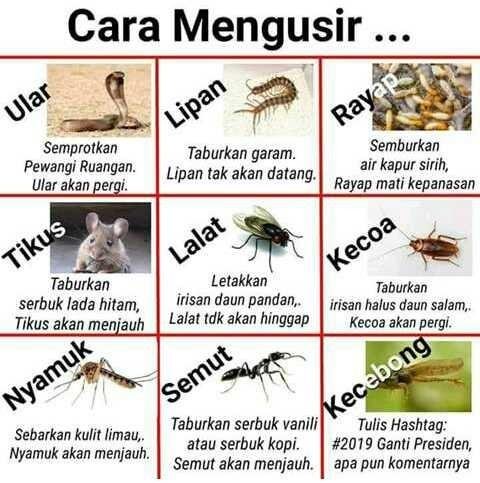 Cara Mengusir Kecebong Steemit