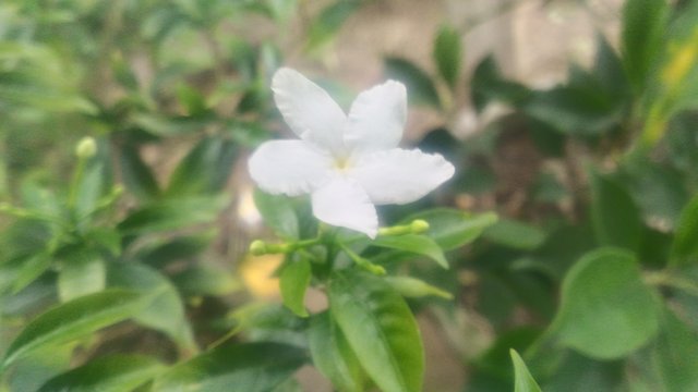 The Beautiful Flower Of Melati That Grows In My Home Steemit