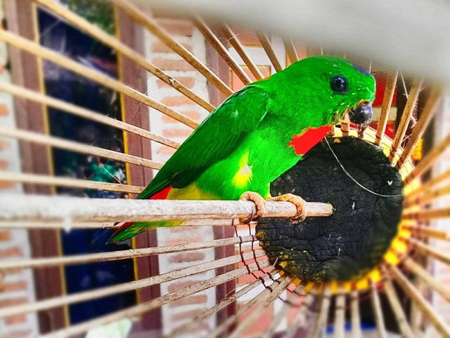 Kisah Sedih Seekor Burung Yang Terkurung The Sad Story Of A Caged Bird Steemit