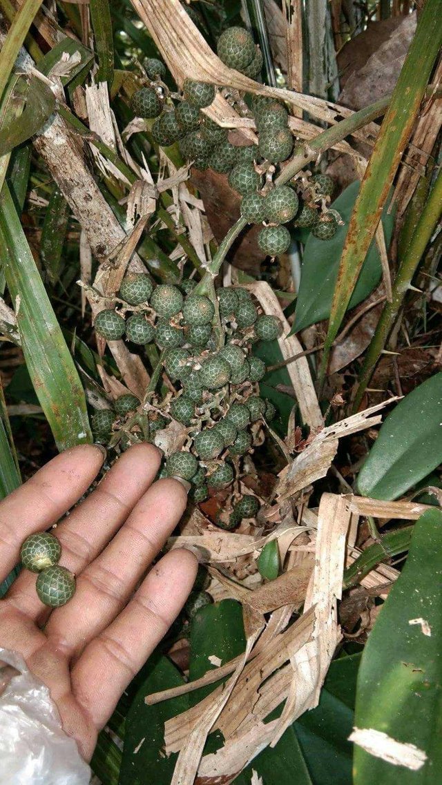 Tren Untuk Jenis Pohon Rotan  Bunga Hias