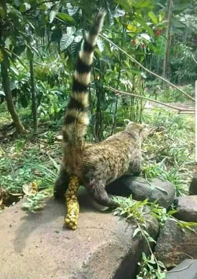 Melacak Setatus Hukum Kopi Luwak Steemit