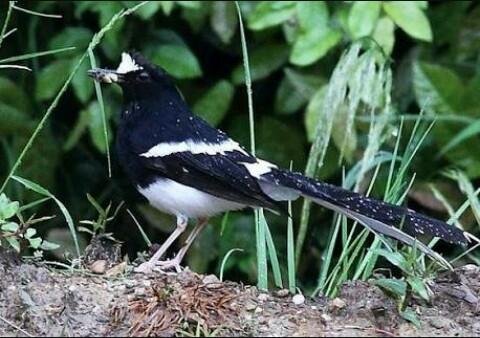 Anak Burung Kacer Air Steemit