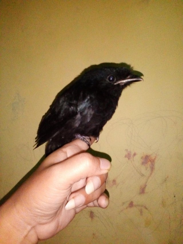 Anak Burung Sri Gunting Kantil Raja Steemit