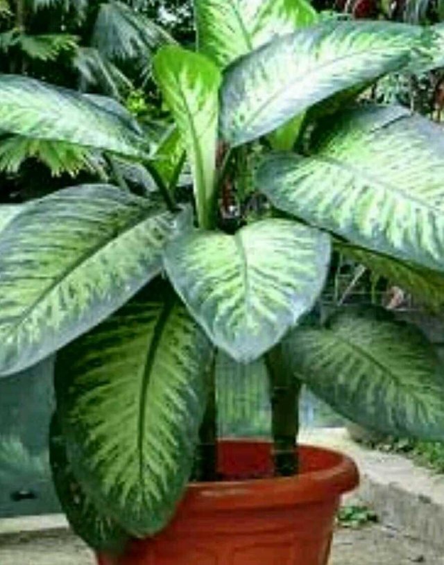 Dieffenbachia The Toxic Beauty Steemit