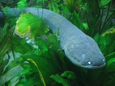 What Makes An Electric Eel. Electric? — Steemit