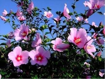 National Flower Of Korea Steemit