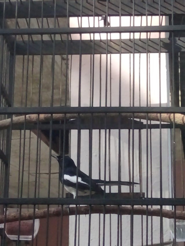 Burung Kacer Birds Kacer Steemit