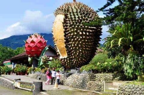 Unduh 9400 Koleksi Gambar Durian Warso Terbaik HD