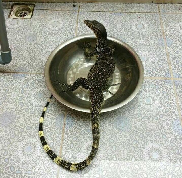 Photography Koleksi Foto Foto Biawak Steemit