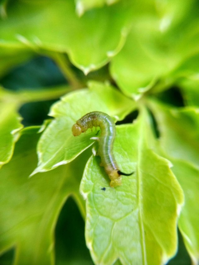 Macrophotography Ulat Hijau Kecil Macro Photography Small Green